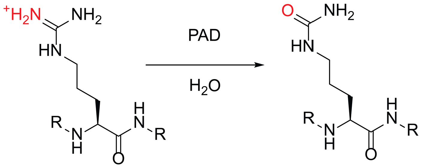 citrullination