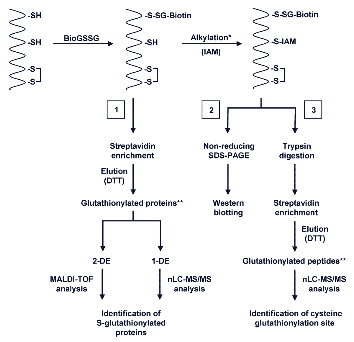 生物素化的谷胱甘肽（Biotinylated Glutathione）