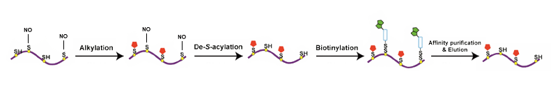 S-亚硝基位点鉴定