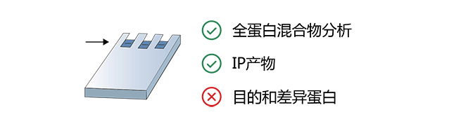 全蛋白切胶检测